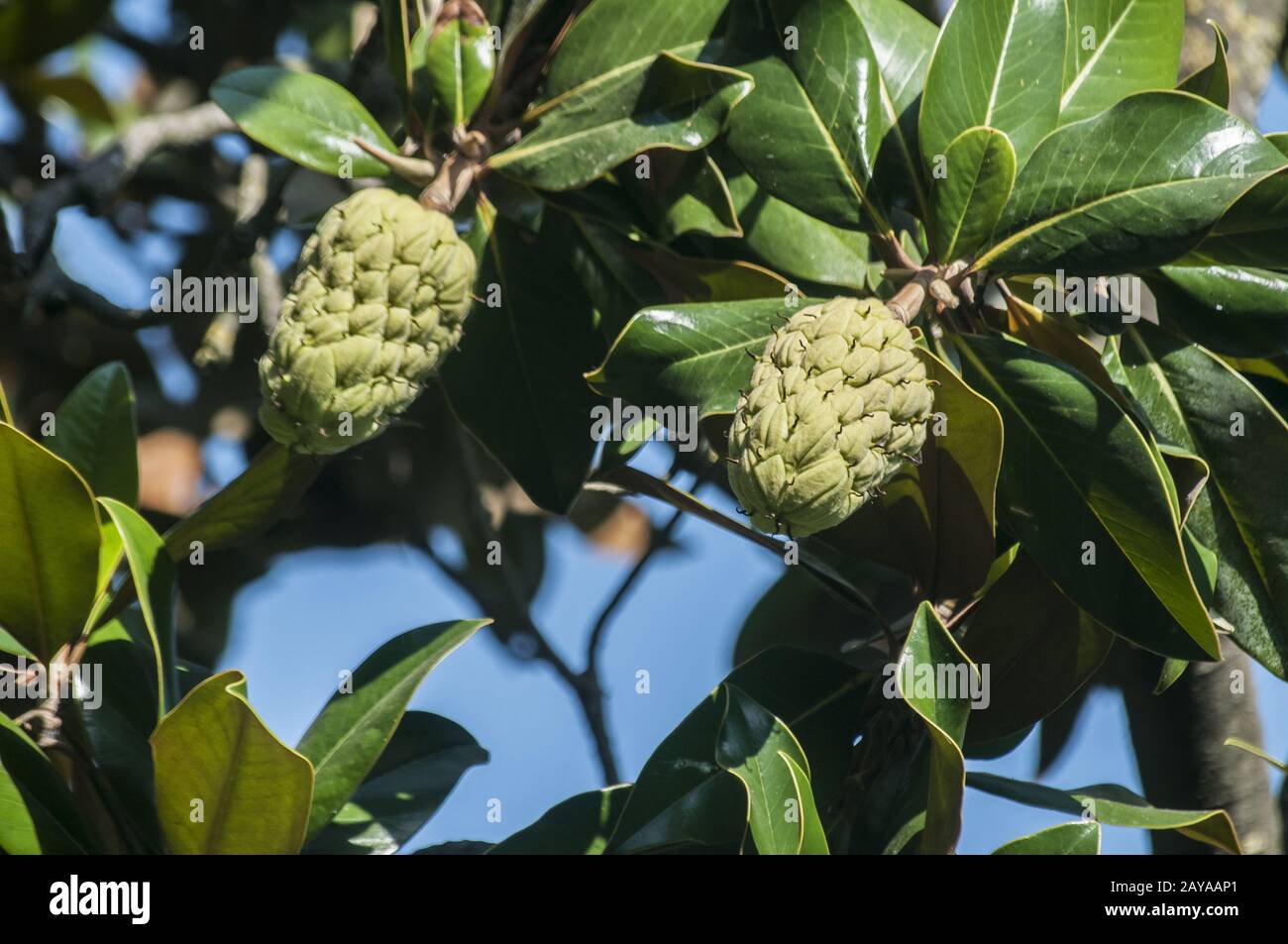 Les fruits et les feuilles de magnolia gros plan sur branche d'arbre en journée ensoleillée Banque D'Images