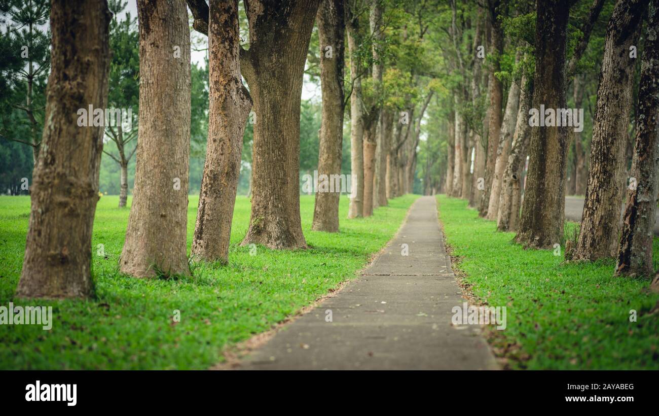 petite route par des arbres avec personne Banque D'Images