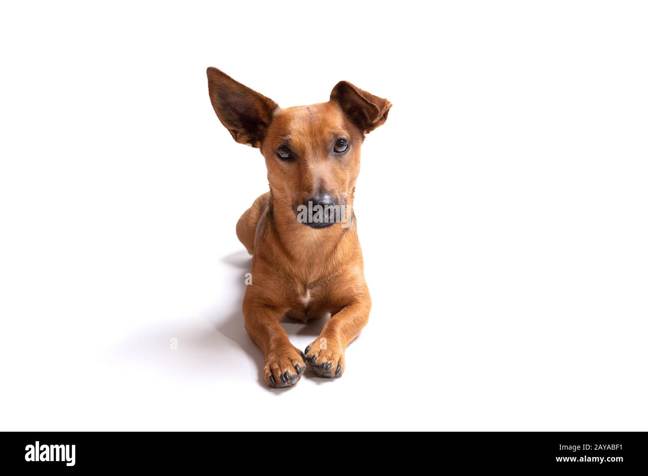 Chien brun jeune et petit isolé sur un fond blanc Banque D'Images