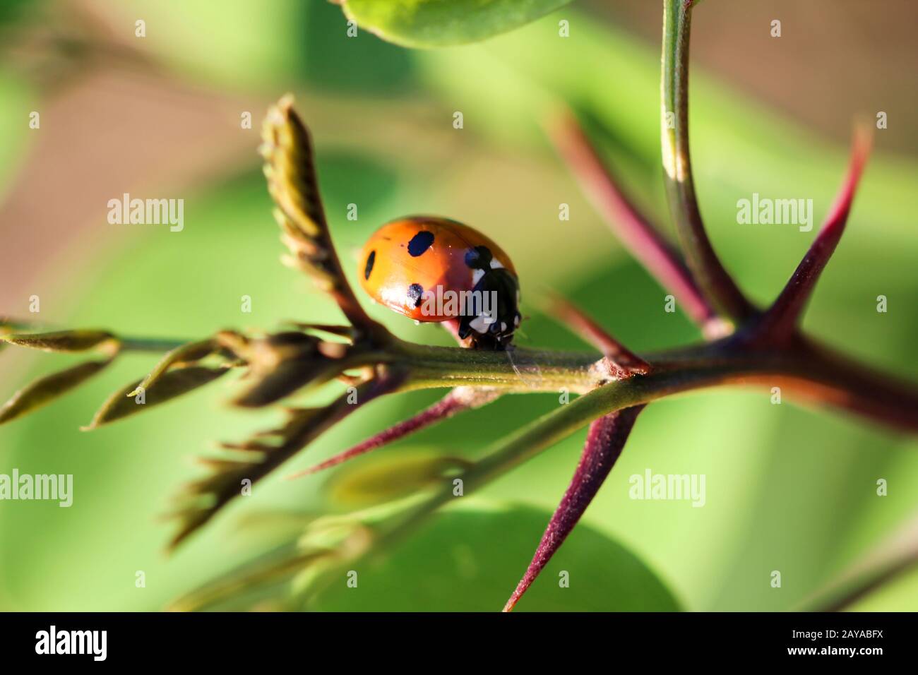 Le Ladybird se trouve sur une feuille colorée. Macro photo de gros plan de coccinelle. Banque D'Images