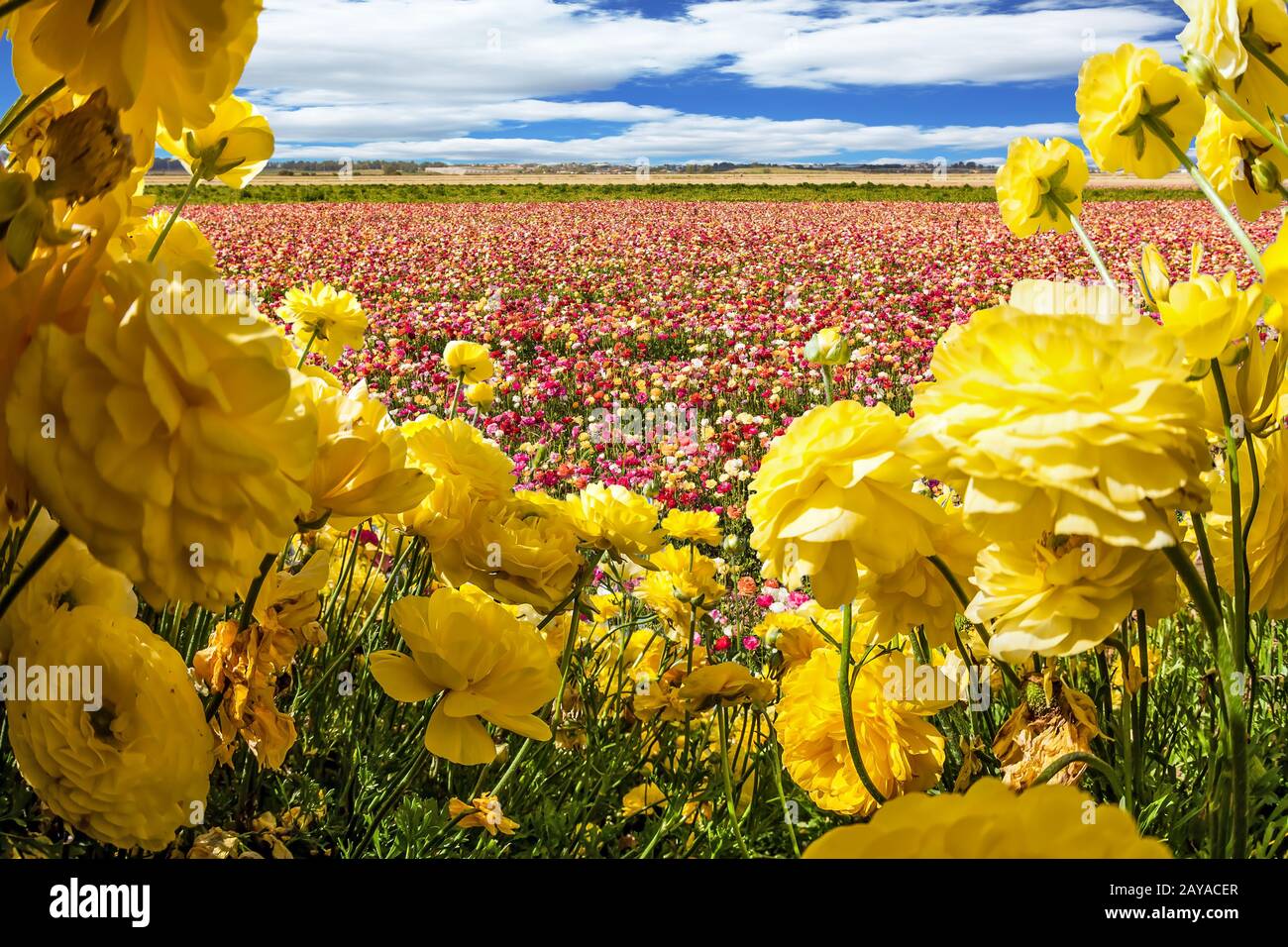 Champ de buttertasses colorées fleuries Banque D'Images