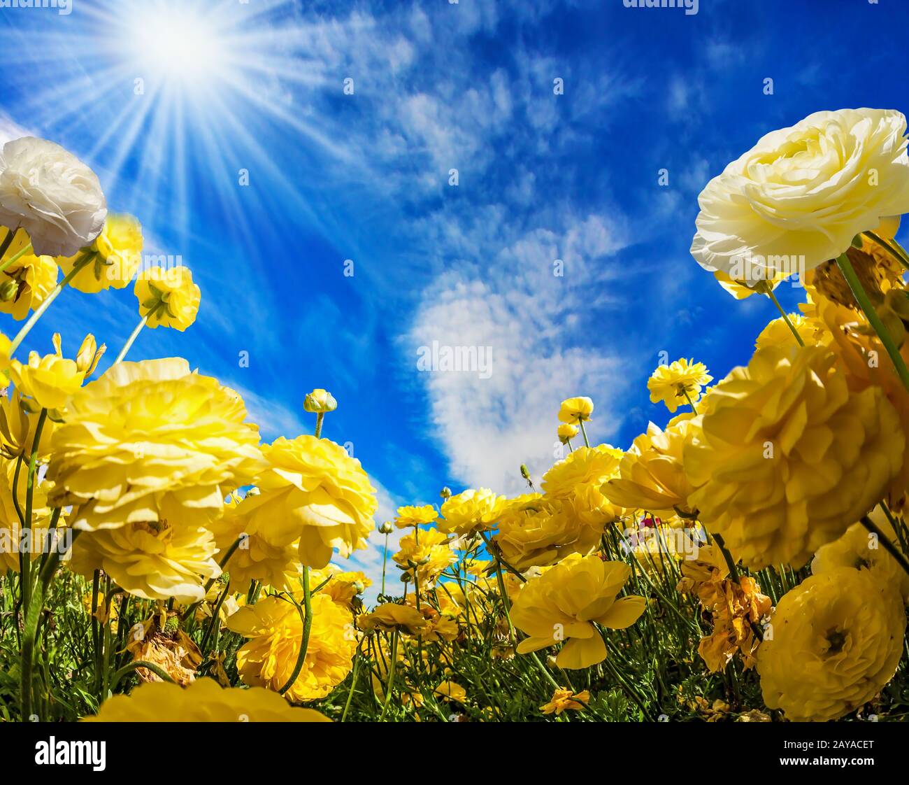 Les grands ranunculus fleurissent sur un champ agricole Banque D'Images