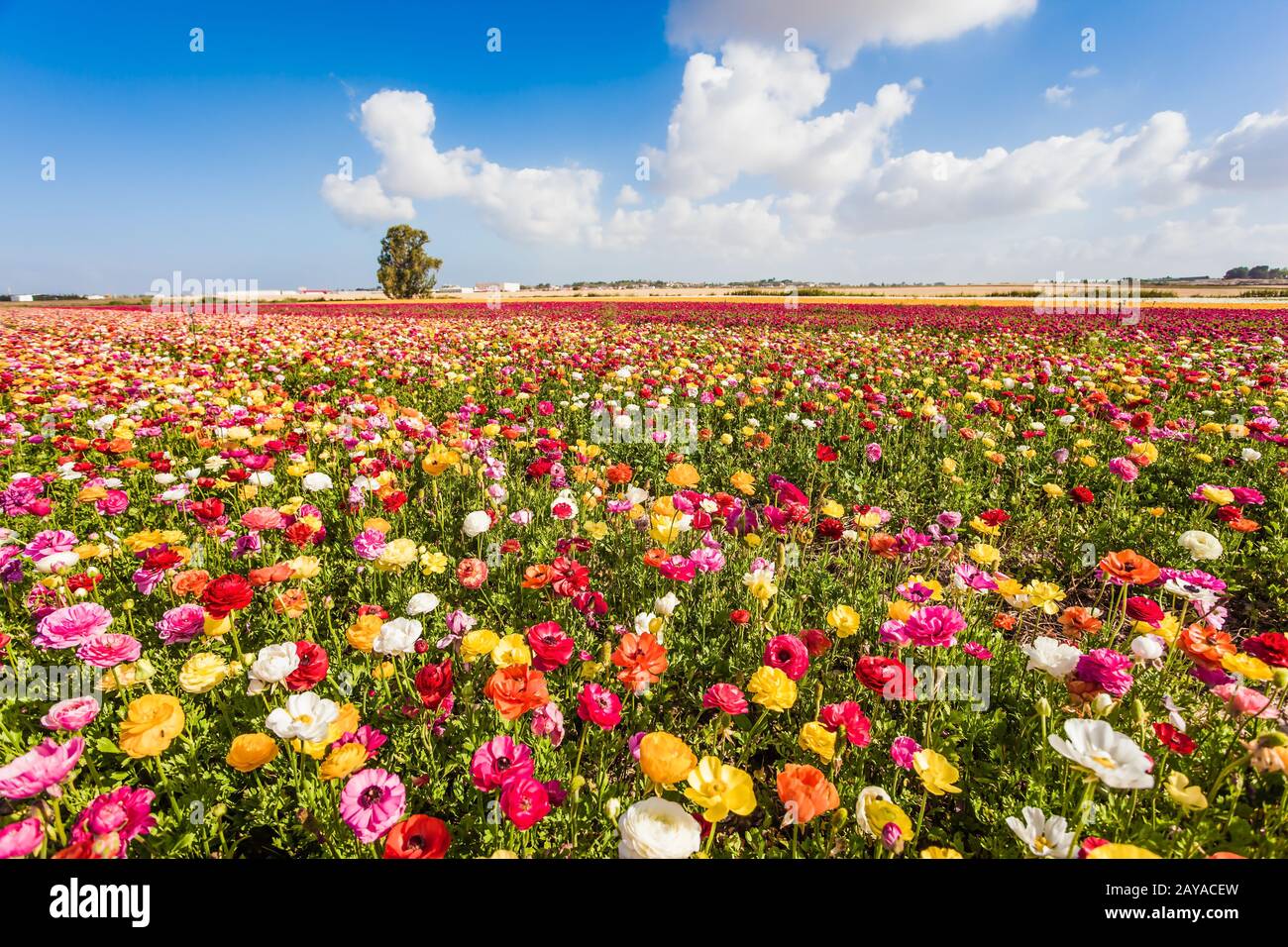 Nuages de cumulus luxuriants Banque D'Images
