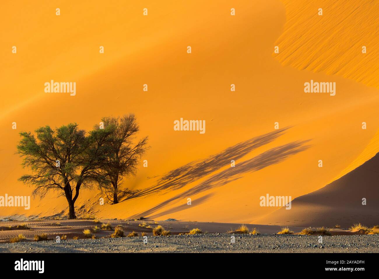 Vue sur une dune de sable rose avec des arbres jetant une longue ombre au lever du soleil dans la région de Sossusvlei, Parc national du Namib-Naukluft en Namibie Banque D'Images