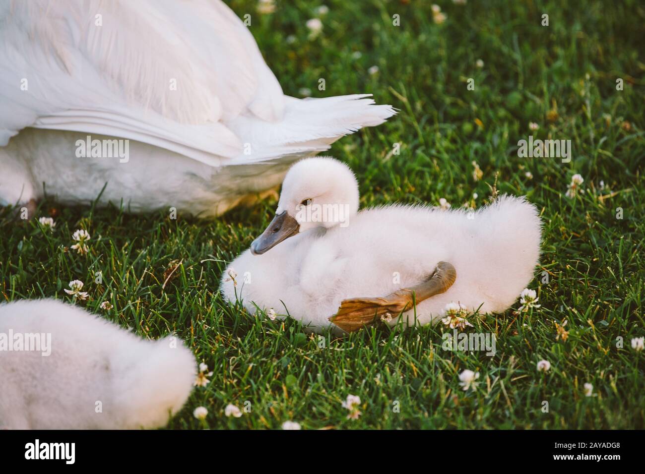 Bebe Cygne Banque D Image Et Photos Alamy