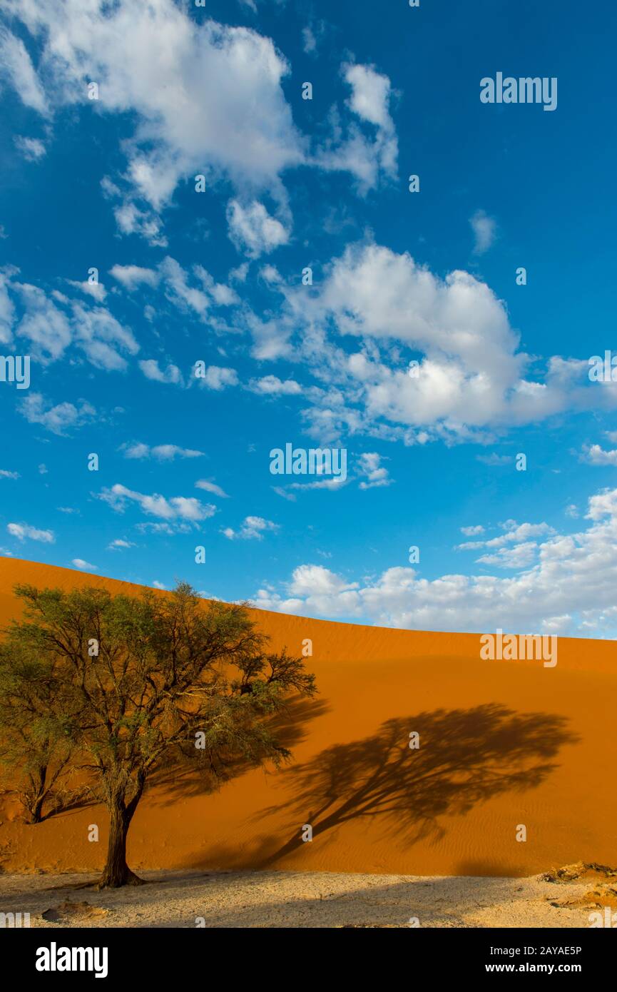 Vue sur un arbre jetant une longue ombre au lever du soleil sur une dune de sable rose dans la région de Sossusvlei, parc national du Namib-Naukluft en Namibie. Banque D'Images