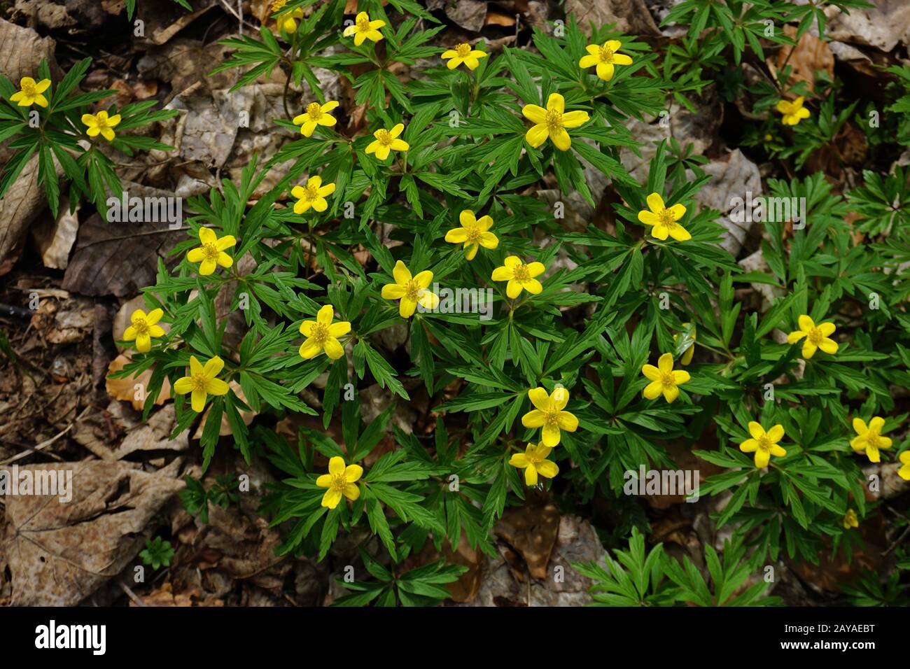 buttercup anemone, anemone de bois jaune, anemone jaune, anemone de bois jaune Banque D'Images