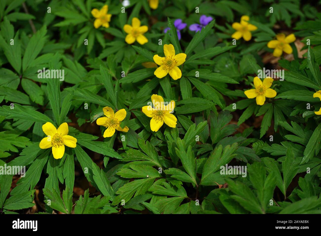 buttercup anemone, anemone de bois jaune, anemone jaune, anemone de bois jaune Banque D'Images