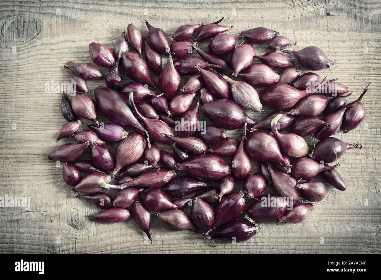 Oignon violet à la plantation dans le sol Banque D'Images