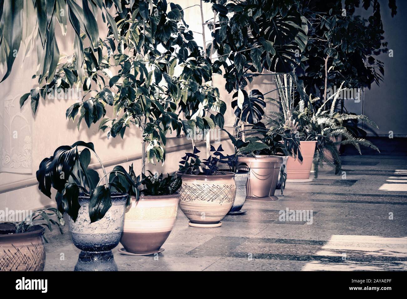 Une variété de plantes intérieures dans de beaux pots. Banque D'Images