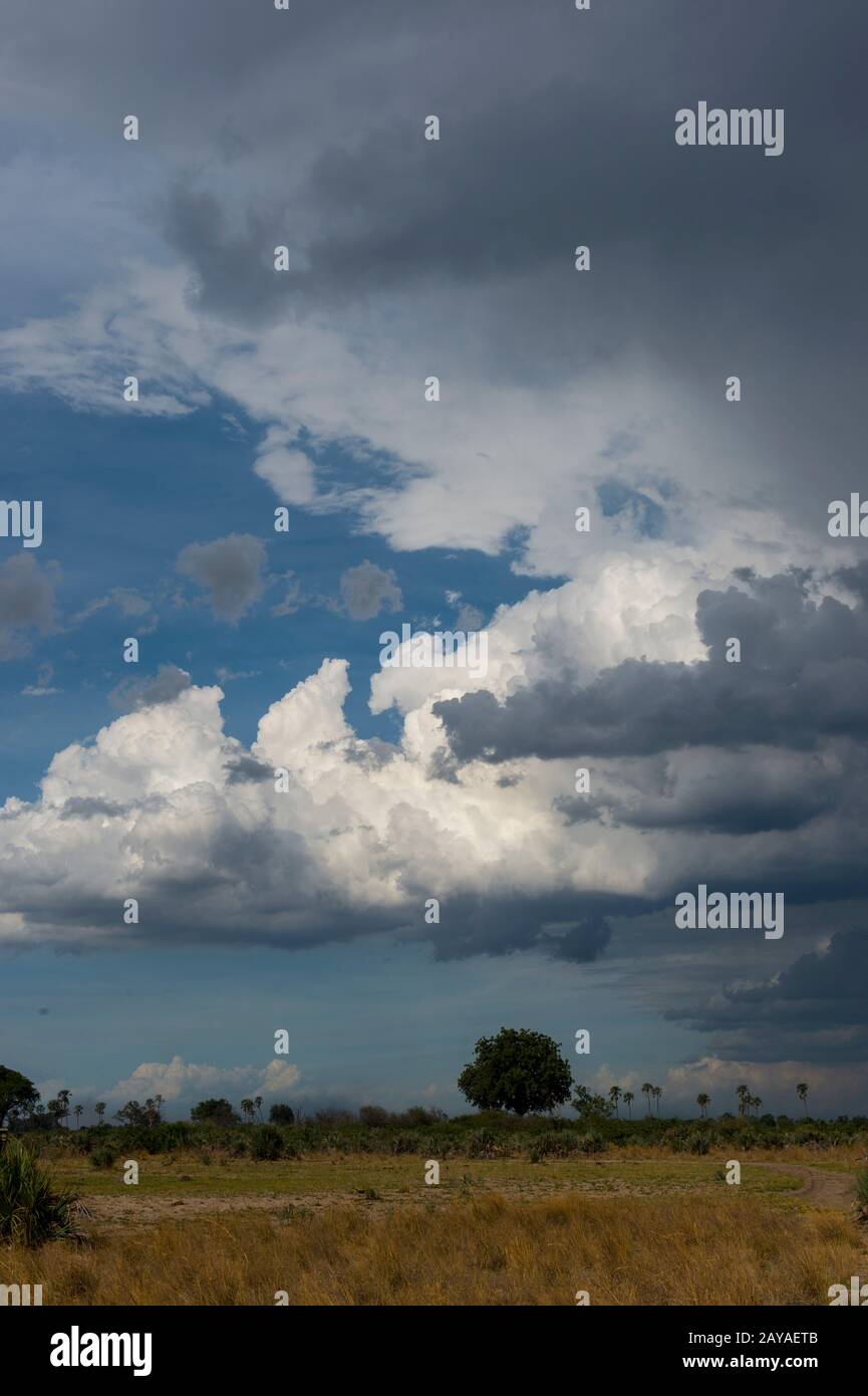 Nuages de pluie s'approchant du paysage sec de la concession de Jao, dans le delta d'Okavango au Botswana. Banque D'Images