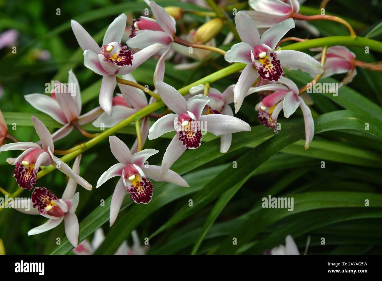 Fleur d'orchidée de cymbidium, Showgirl Banque D'Images