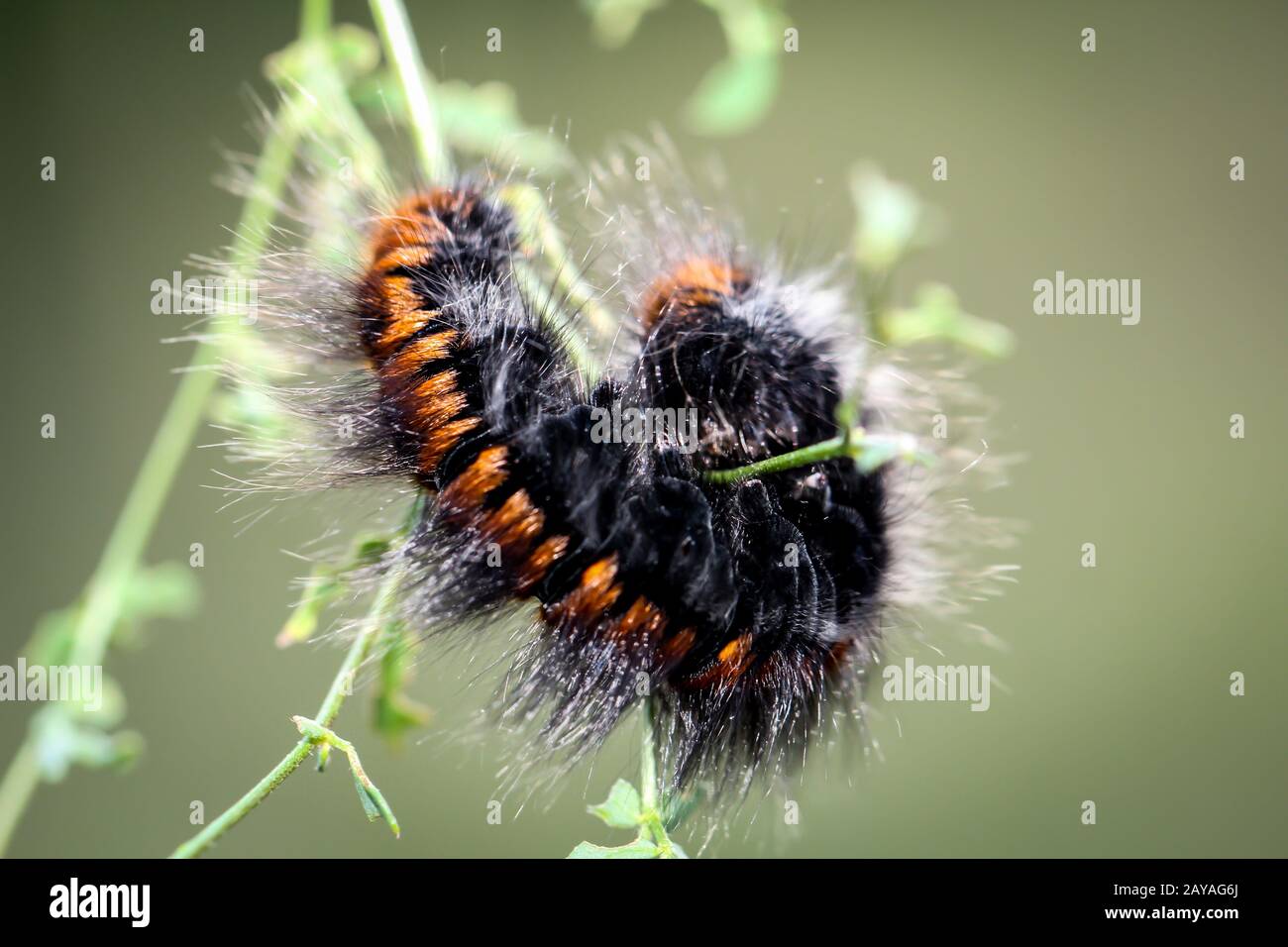 La chenille de papillon de blackberry Banque D'Images