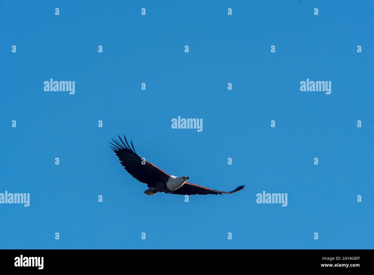 Un aigle à poissons africain (vocifer Haliaetus) survole une rivière dans la concession de Jao, Wildlife, dans le delta d'Okavango au Botswana. Banque D'Images