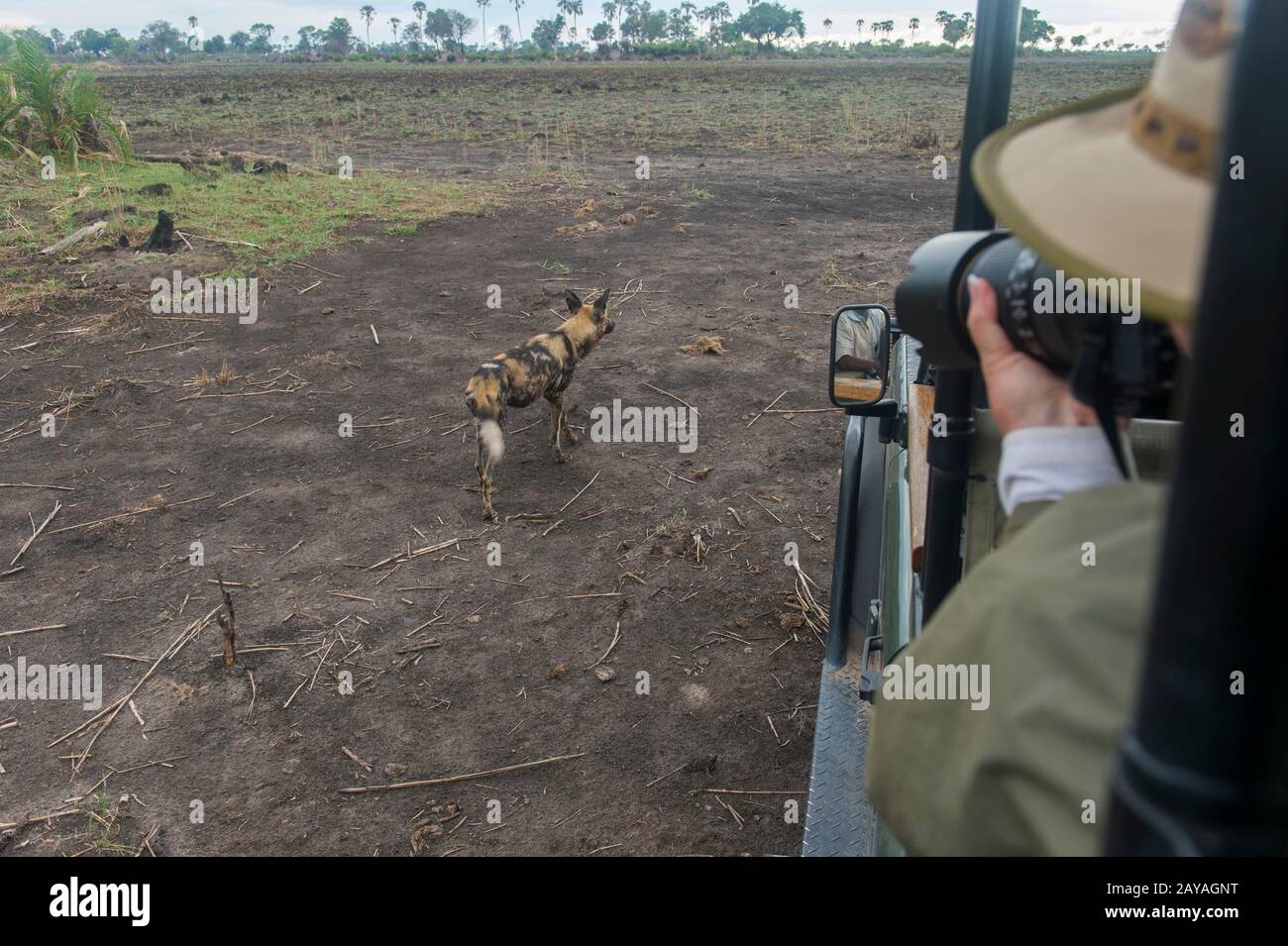 Un chien sauvage africain (Lycaon pictus), un animal en danger, à côté d'un véhicule de safari dans la concession de Jao, Wildlife, dans le Delta d'Okavango au Botswana. Banque D'Images Un chien sauvage africain (Lycaon pictus), un animal en danger, à côté d'un véhicule de safari dans la concession de Jao, Wildlife, dans le Delta d'Okavango au Botswana. Banque D'Images