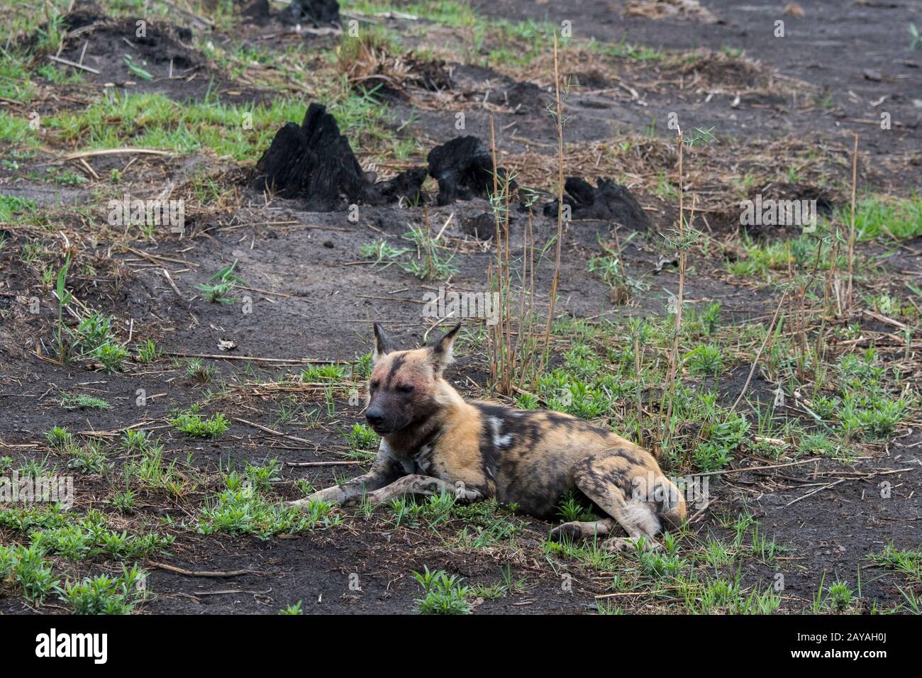 Un chien sauvage africain (Lycaon pictus), un animal en danger, est posé sur le terrain reposant dans la concession de Jao, Wildlife, dans le Delta d'Okavango au Botswana Banque D'Images Un chien sauvage africain (Lycaon pictus), un animal en danger, est posé sur le terrain reposant dans la concession de Jao, Wildlife, dans le Delta d'Okavango au Botswana Banque D'Images