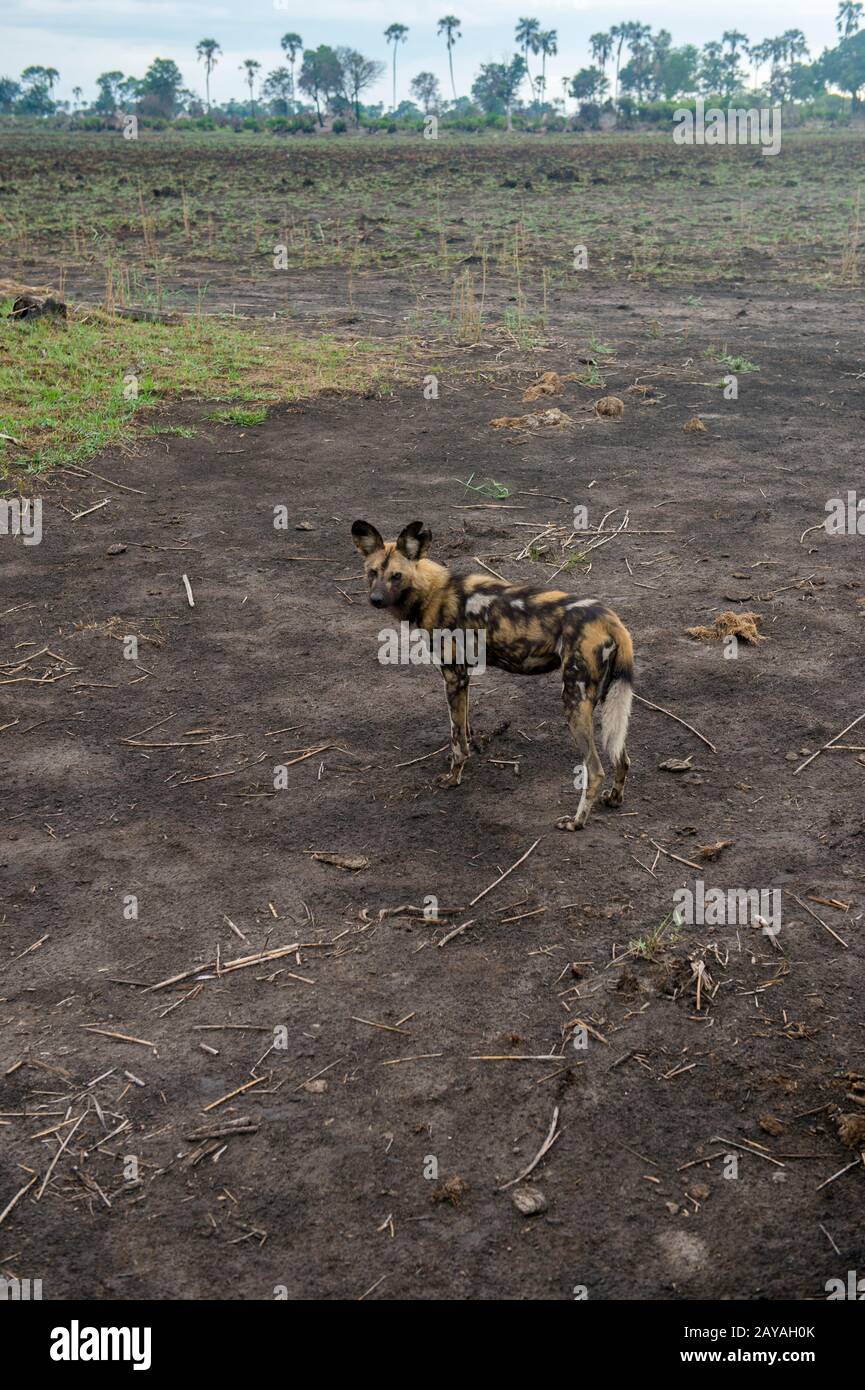 Un chien sauvage africain (Lycaon pictus), un animal en danger, est à la recherche de proies dans la concession de Jao, Wildlife, dans le Delta d'Okavango au Botswana. Banque D'Images Un chien sauvage africain (Lycaon pictus), un animal en danger, est à la recherche de proies dans la concession de Jao, Wildlife, dans le Delta d'Okavango au Botswana. Banque D'Images