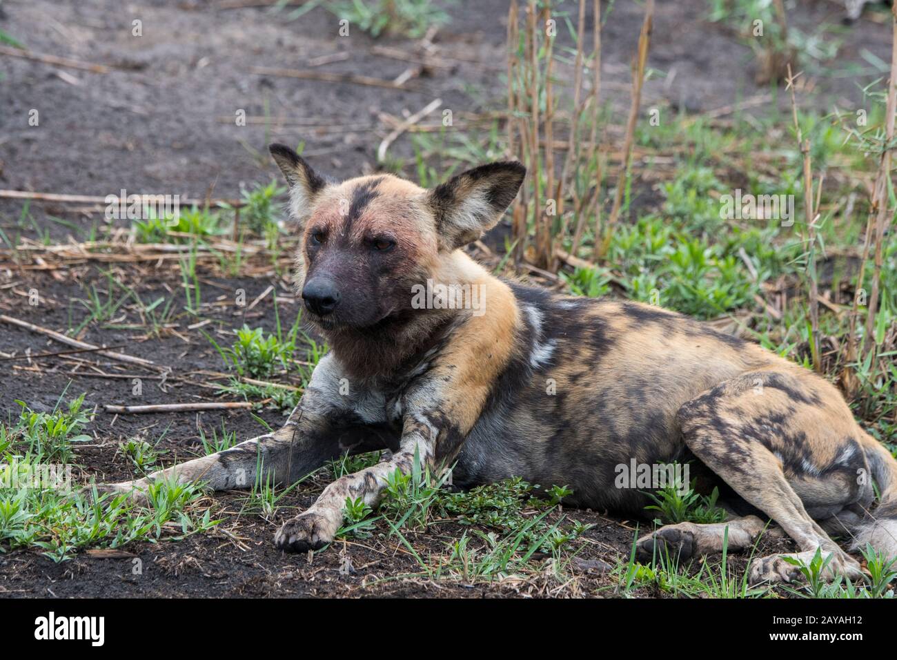 Un chien sauvage africain (Lycaon pictus), un animal en danger, est posé sur le terrain reposant dans la concession de Jao, Wildlife, dans le Delta d'Okavango au Botswana Banque D'Images Un chien sauvage africain (Lycaon pictus), un animal en danger, est posé sur le terrain reposant dans la concession de Jao, Wildlife, dans le Delta d'Okavango au Botswana Banque D'Images