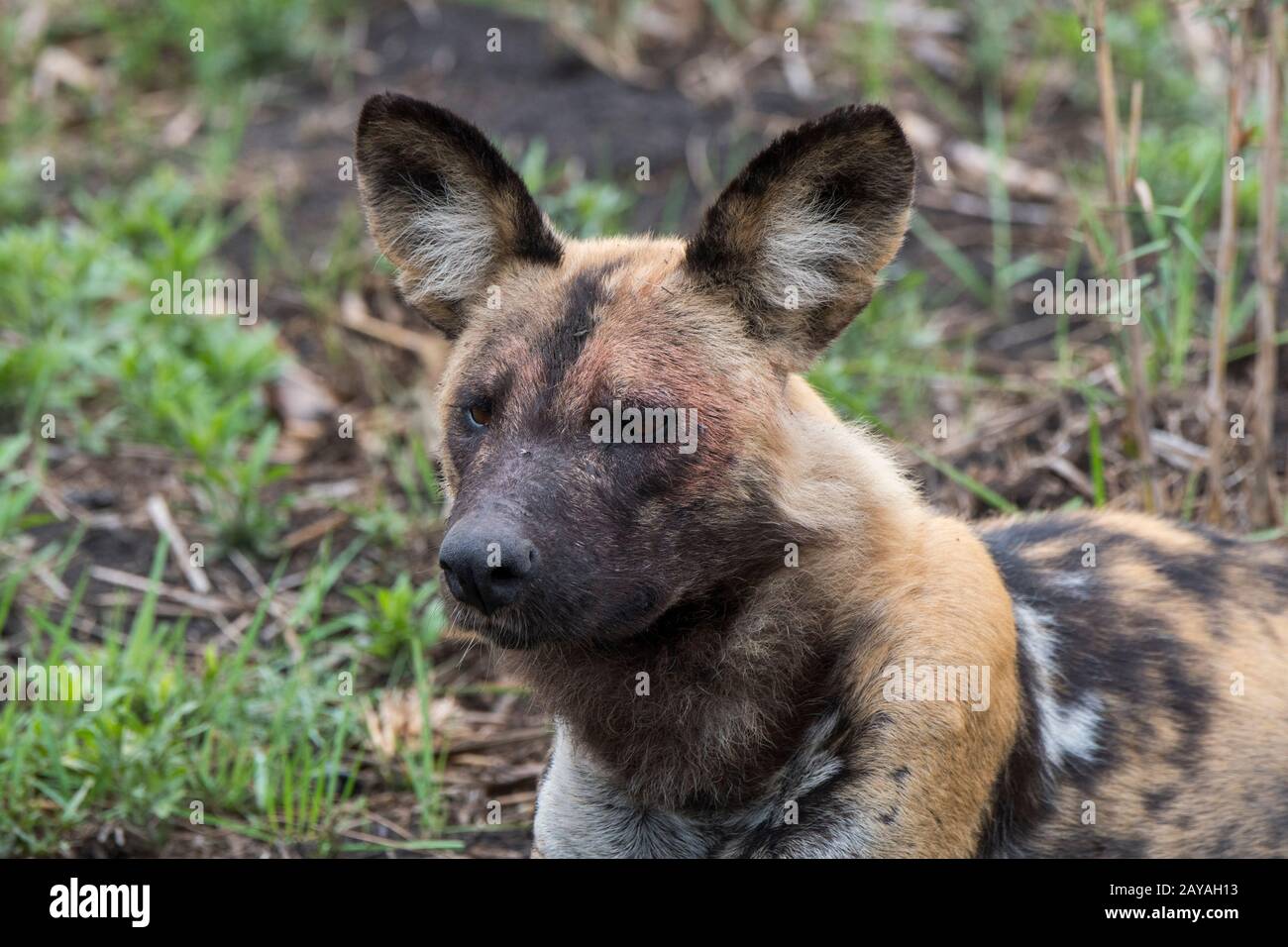 Un chien sauvage africain (Lycaon pictus), un animal en danger, est posé sur le terrain reposant dans la concession de Jao, Wildlife, dans le Delta d'Okavango au Botswana Banque D'Images Un chien sauvage africain (Lycaon pictus), un animal en danger, est posé sur le terrain reposant dans la concession de Jao, Wildlife, dans le Delta d'Okavango au Botswana Banque D'Images