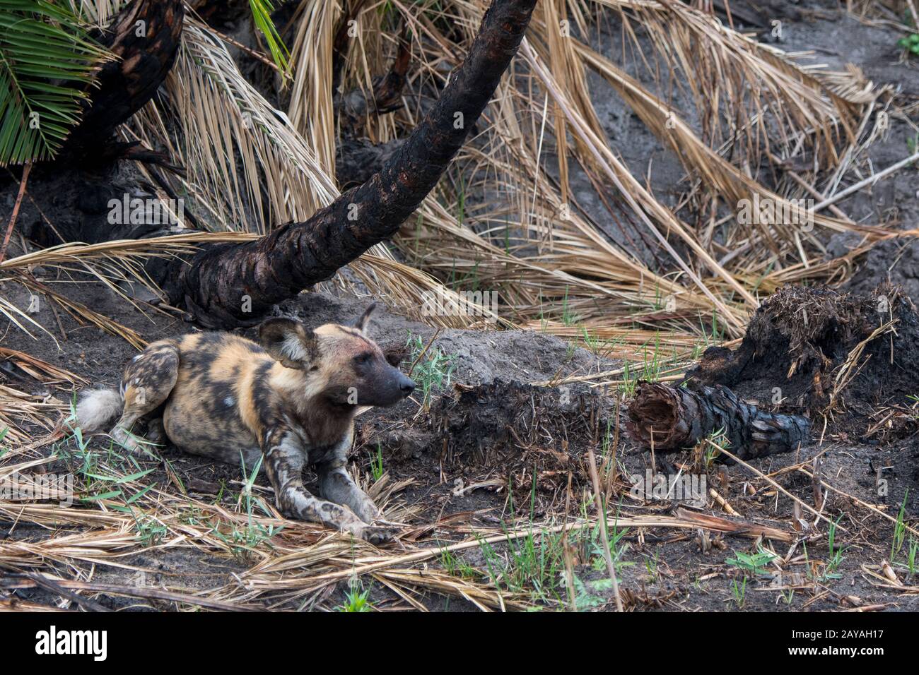 Un chien sauvage africain (Lycaon pictus), un animal en danger, est posé sur le terrain reposant dans la concession de Jao, Wildlife, dans le Delta d'Okavango au Botswana Banque D'Images Un chien sauvage africain (Lycaon pictus), un animal en danger, est posé sur le terrain reposant dans la concession de Jao, Wildlife, dans le Delta d'Okavango au Botswana Banque D'Images