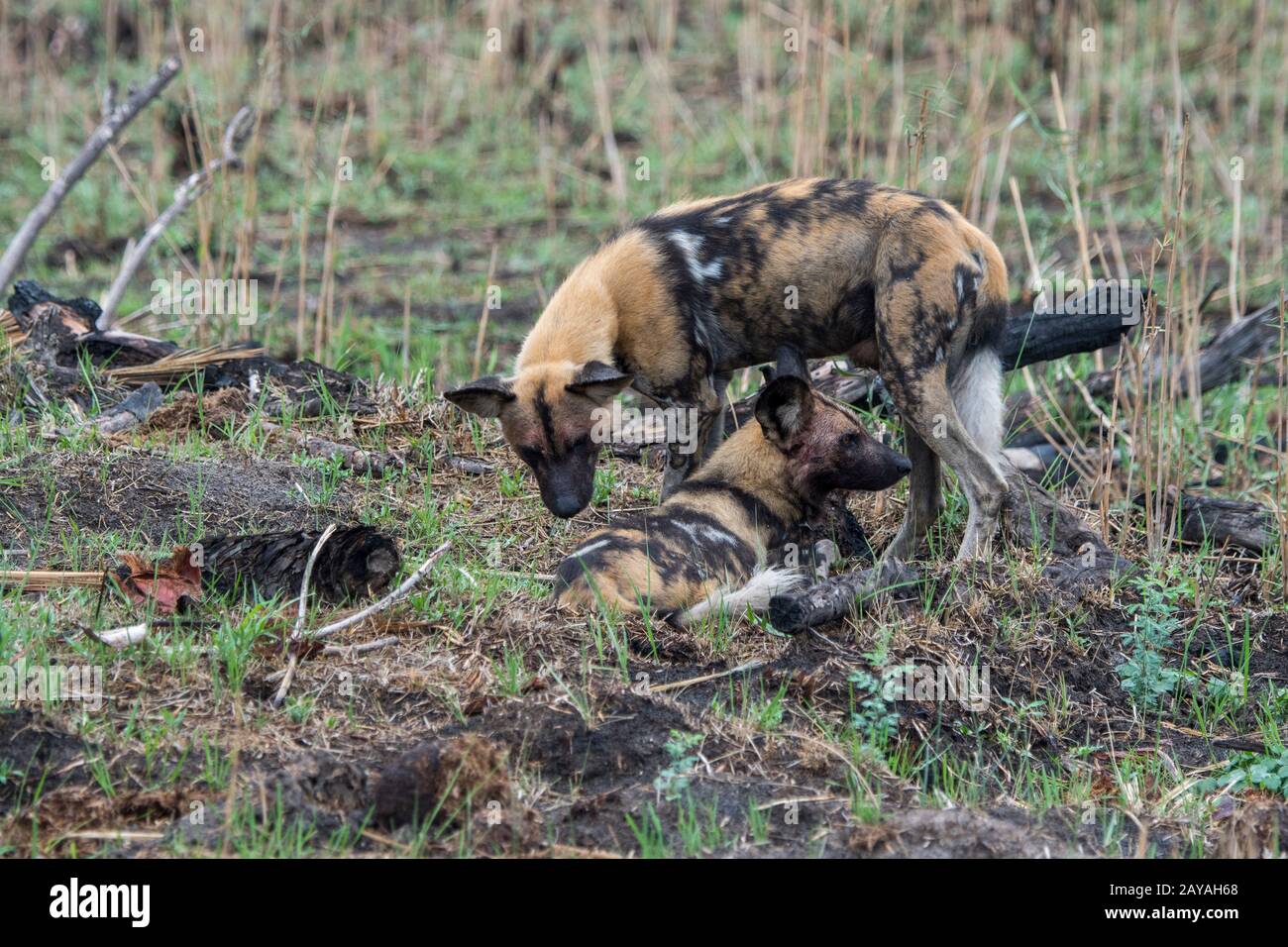 Le chien sauvage d'Afrique (Lycaon pictus), un animal en voie de disparition, courrant le chien de la femme alpha dans la chaleur, dans la concession de Jao, Wildlife, Okavang Banque D'Images Le chien sauvage d'Afrique (Lycaon pictus), un animal en voie de disparition, courrant le chien de la femme alpha dans la chaleur, dans la concession de Jao, Wildlife, Okavang Banque D'Images