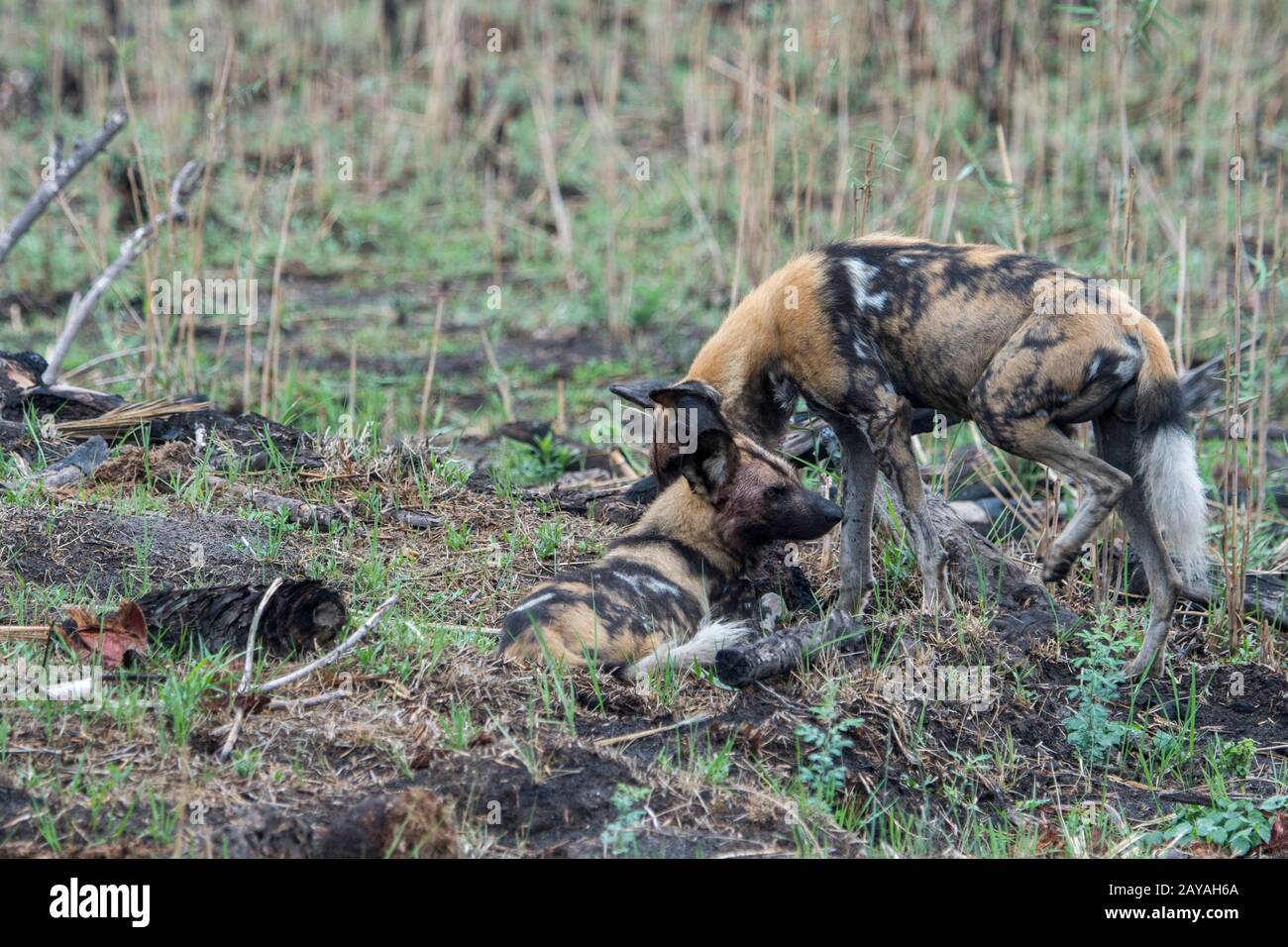 Le chien sauvage d'Afrique (Lycaon pictus), un animal en voie de disparition, courrant le chien de la femme alpha dans la chaleur, dans la concession de Jao, Wildlife, Okavang Banque D'Images Le chien sauvage d'Afrique (Lycaon pictus), un animal en voie de disparition, courrant le chien de la femme alpha dans la chaleur, dans la concession de Jao, Wildlife, Okavang Banque D'Images
