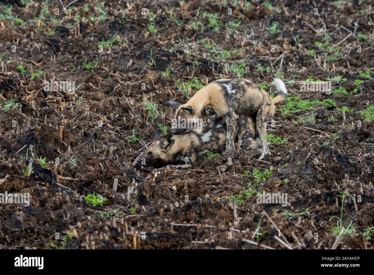 Le chien sauvage d'Afrique alpha-mâle (Lycaon pictus), un animal en danger, courting et de l'accouplement avec le chien de femme alpha, dans la concession de Jao, faune, Banque D'Images Le chien sauvage d'Afrique alpha-mâle (Lycaon pictus), un animal en danger, courting et de l'accouplement avec le chien de femme alpha, dans la concession de Jao, faune, Banque D'Images