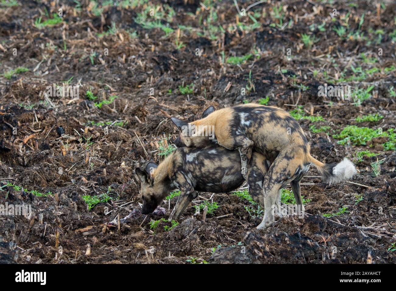 Le chien sauvage d'Afrique alpha-mâle (Lycaon pictus), un animal en danger, courting et de l'accouplement avec le chien de femme alpha, dans la concession de Jao, faune, Banque D'Images Le chien sauvage d'Afrique alpha-mâle (Lycaon pictus), un animal en danger, courting et de l'accouplement avec le chien de femme alpha, dans la concession de Jao, faune, Banque D'Images
