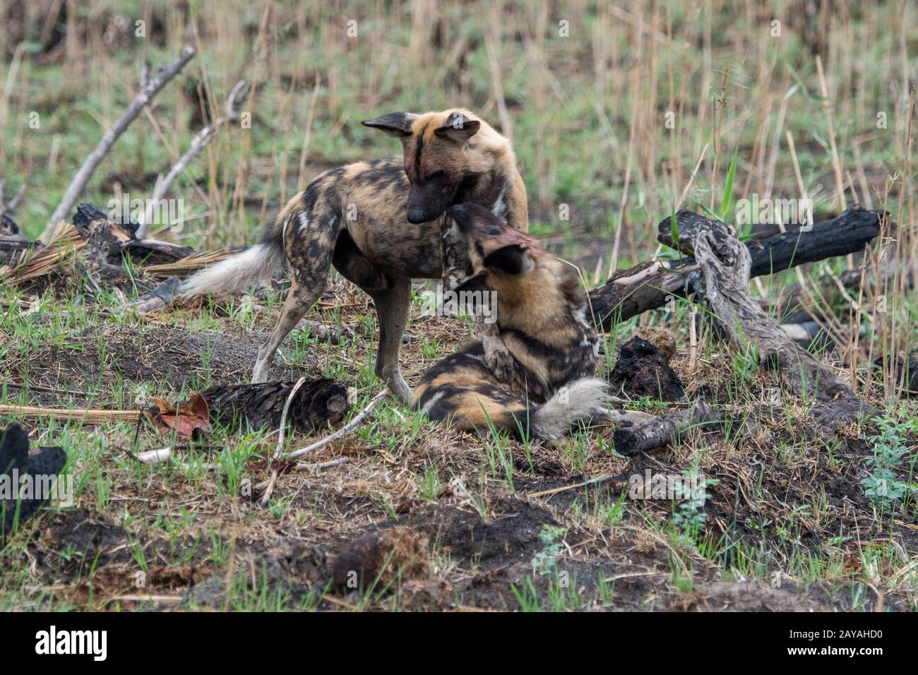 Le chien sauvage d'Afrique (Lycaon pictus), un animal en voie de disparition, courrant le chien de la femme alpha dans la chaleur, dans la concession de Jao, Wildlife, Okavang Banque D'Images Le chien sauvage d'Afrique (Lycaon pictus), un animal en voie de disparition, courrant le chien de la femme alpha dans la chaleur, dans la concession de Jao, Wildlife, Okavang Banque D'Images