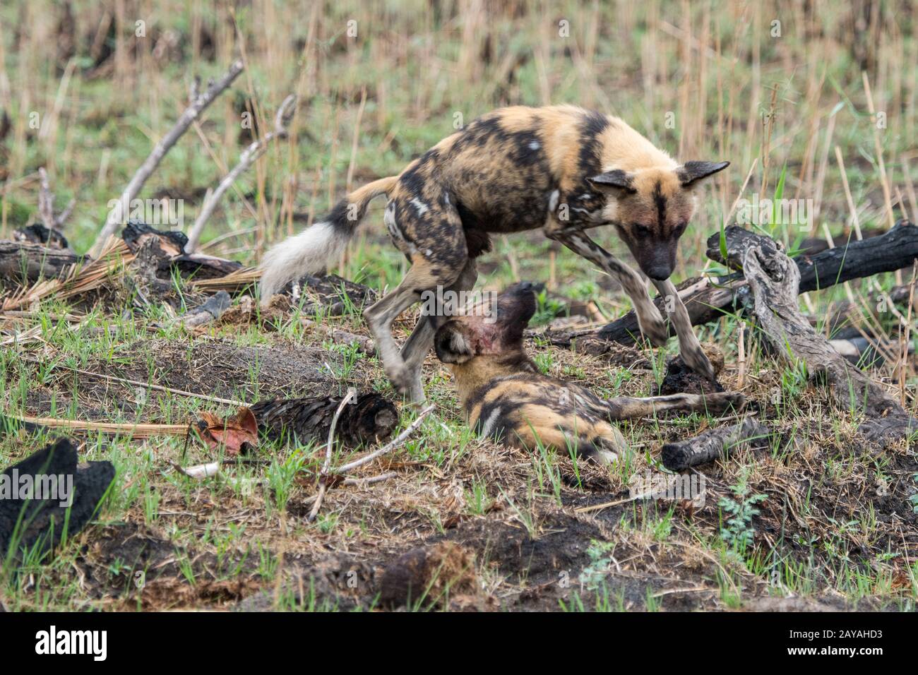 Le chien sauvage d'Afrique (Lycaon pictus), un animal en voie de disparition, courrant le chien de la femme alpha dans la chaleur, dans la concession de Jao, Wildlife, Okavang Banque D'Images Le chien sauvage d'Afrique (Lycaon pictus), un animal en voie de disparition, courrant le chien de la femme alpha dans la chaleur, dans la concession de Jao, Wildlife, Okavang Banque D'Images