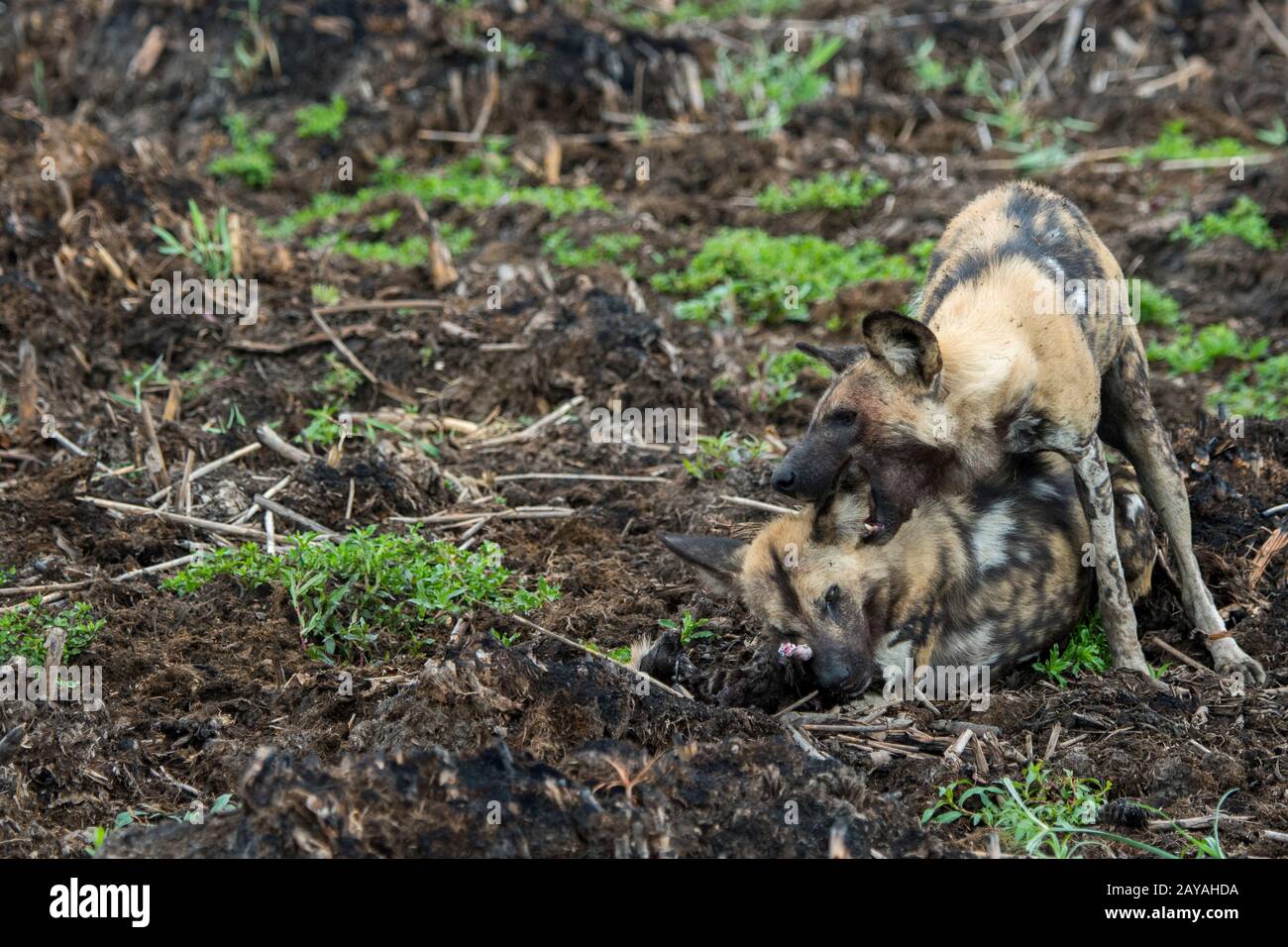 Le chien sauvage d'Afrique alpha-mâle (Lycaon pictus), un animal en danger, courting et de l'accouplement avec le chien de femme alpha, dans la concession de Jao, faune, Banque D'Images Le chien sauvage d'Afrique alpha-mâle (Lycaon pictus), un animal en danger, courting et de l'accouplement avec le chien de femme alpha, dans la concession de Jao, faune, Banque D'Images