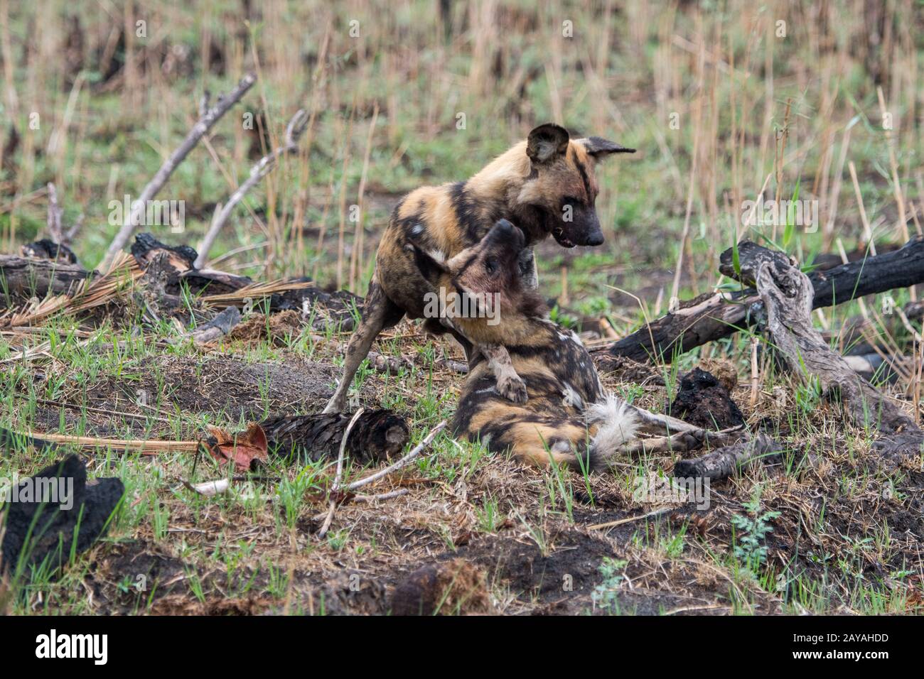 Le chien sauvage d'Afrique (Lycaon pictus), un animal en voie de disparition, courrant le chien de la femme alpha dans la chaleur, dans la concession de Jao, Wildlife, Okavang Banque D'Images Le chien sauvage d'Afrique (Lycaon pictus), un animal en voie de disparition, courrant le chien de la femme alpha dans la chaleur, dans la concession de Jao, Wildlife, Okavang Banque D'Images