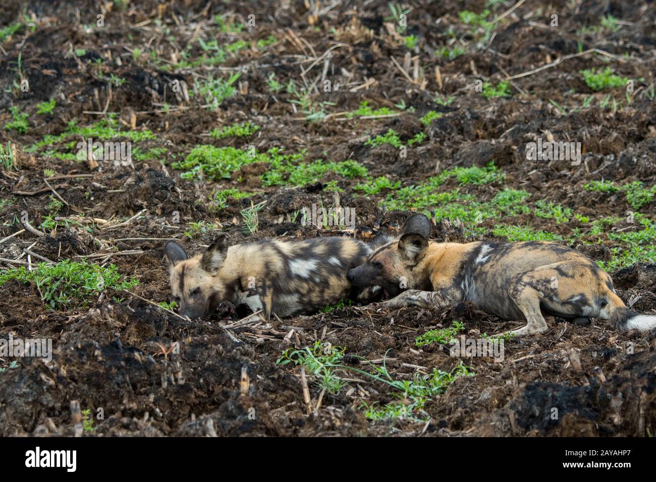 Le chien sauvage d'Afrique alpha-mâle (Lycaon pictus), un animal en danger, courting et de l'accouplement avec le chien de femme alpha, dans la concession de Jao, faune, Banque D'Images Le chien sauvage d'Afrique alpha-mâle (Lycaon pictus), un animal en danger, courting et de l'accouplement avec le chien de femme alpha, dans la concession de Jao, faune, Banque D'Images