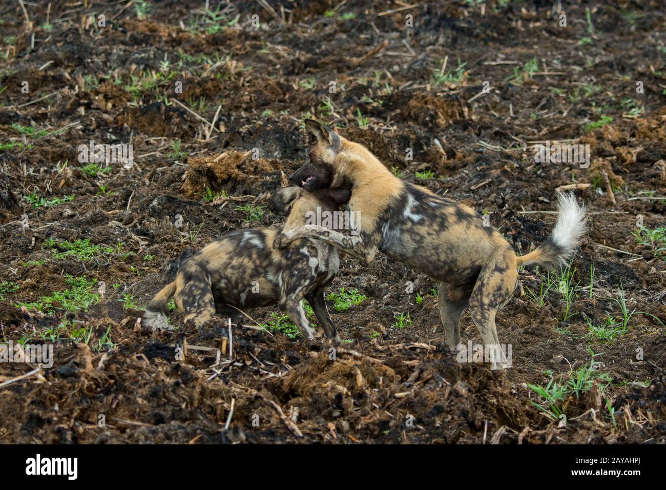 Le chien sauvage d'Afrique alpha-mâle (Lycaon pictus), un animal en danger, courting et de l'accouplement avec le chien de femme alpha, dans la concession de Jao, faune, Banque D'Images Le chien sauvage d'Afrique alpha-mâle (Lycaon pictus), un animal en danger, courting et de l'accouplement avec le chien de femme alpha, dans la concession de Jao, faune, Banque D'Images