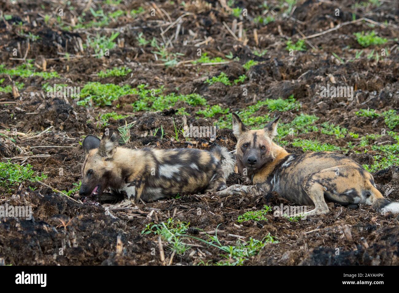 Le chien sauvage d'Afrique alpha-mâle (Lycaon pictus), un animal en danger, courting et de l'accouplement avec le chien de femme alpha, dans la concession de Jao, faune, Banque D'Images Le chien sauvage d'Afrique alpha-mâle (Lycaon pictus), un animal en danger, courting et de l'accouplement avec le chien de femme alpha, dans la concession de Jao, faune, Banque D'Images
