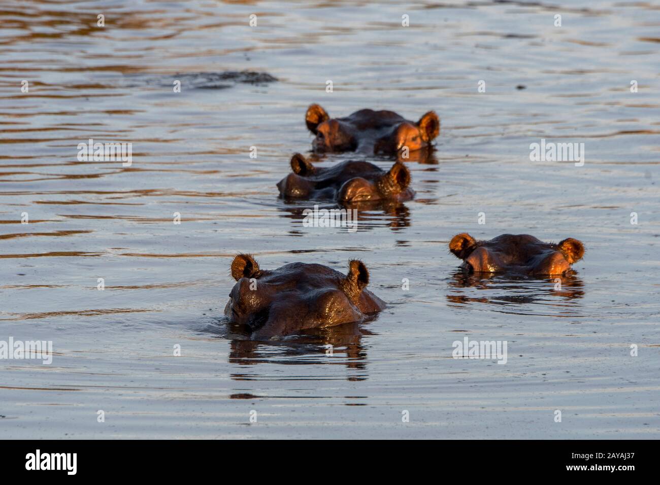 Hippopotame (Hippopotamus amphibius) dans une rivière dans la concession de Jao, faune, Delta d'Okavango au Botswana. Banque D'Images Hippopotame (Hippopotamus amphibius) dans une rivière dans la concession de Jao, faune, Delta d'Okavango au Botswana. Banque D'Images