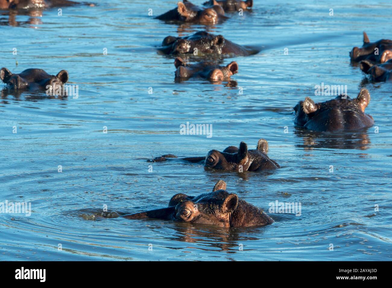 Hippopotame (Hippopotamus amphibius) dans une rivière dans la concession de Jao, faune, Delta d'Okavango au Botswana. Banque D'Images Hippopotame (Hippopotamus amphibius) dans une rivière dans la concession de Jao, faune, Delta d'Okavango au Botswana. Banque D'Images