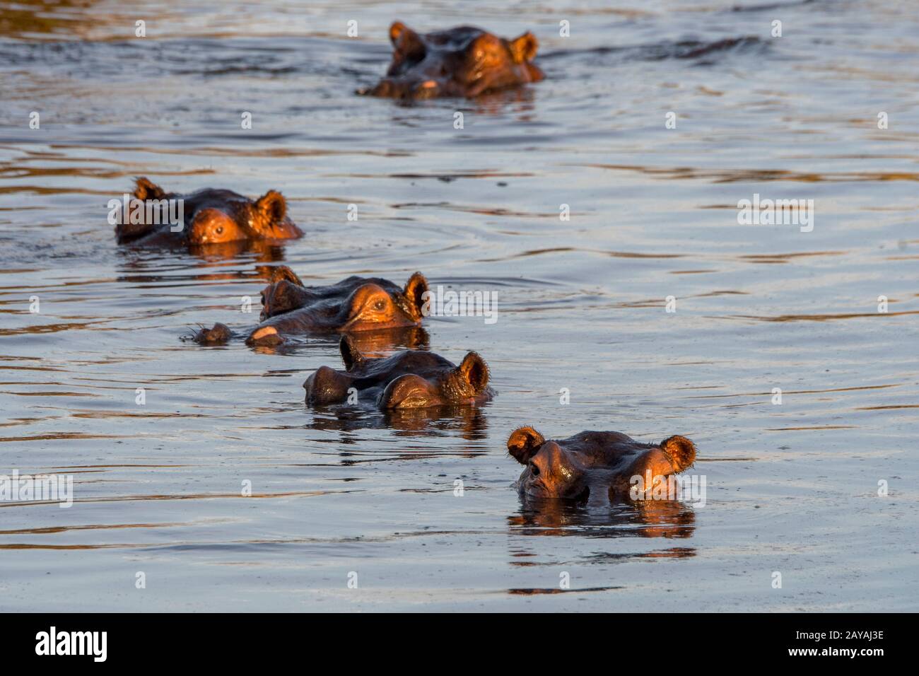 Hippopotame (Hippopotamus amphibius) dans une rivière dans la concession de Jao, faune, Delta d'Okavango au Botswana. Banque D'Images Hippopotame (Hippopotamus amphibius) dans une rivière dans la concession de Jao, faune, Delta d'Okavango au Botswana. Banque D'Images
