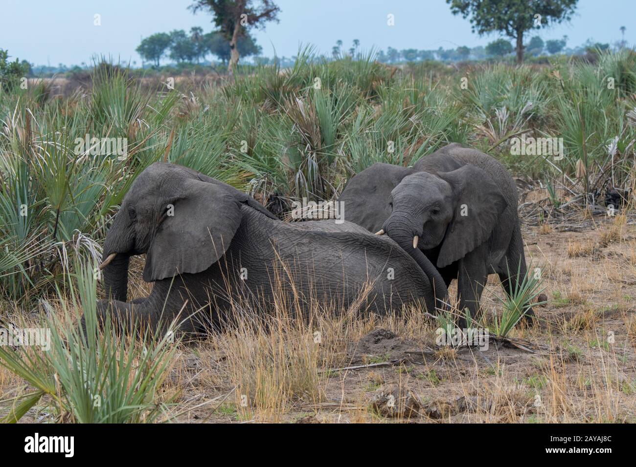 Éléphant d'Afrique juvénile (Loxodonta africana) dans la concession de Jao, faune sauvage, Delta d'Okavango au Botswana. Banque D'Images Éléphant d'Afrique juvénile (Loxodonta africana) dans la concession de Jao, faune sauvage, Delta d'Okavango au Botswana. Banque D'Images