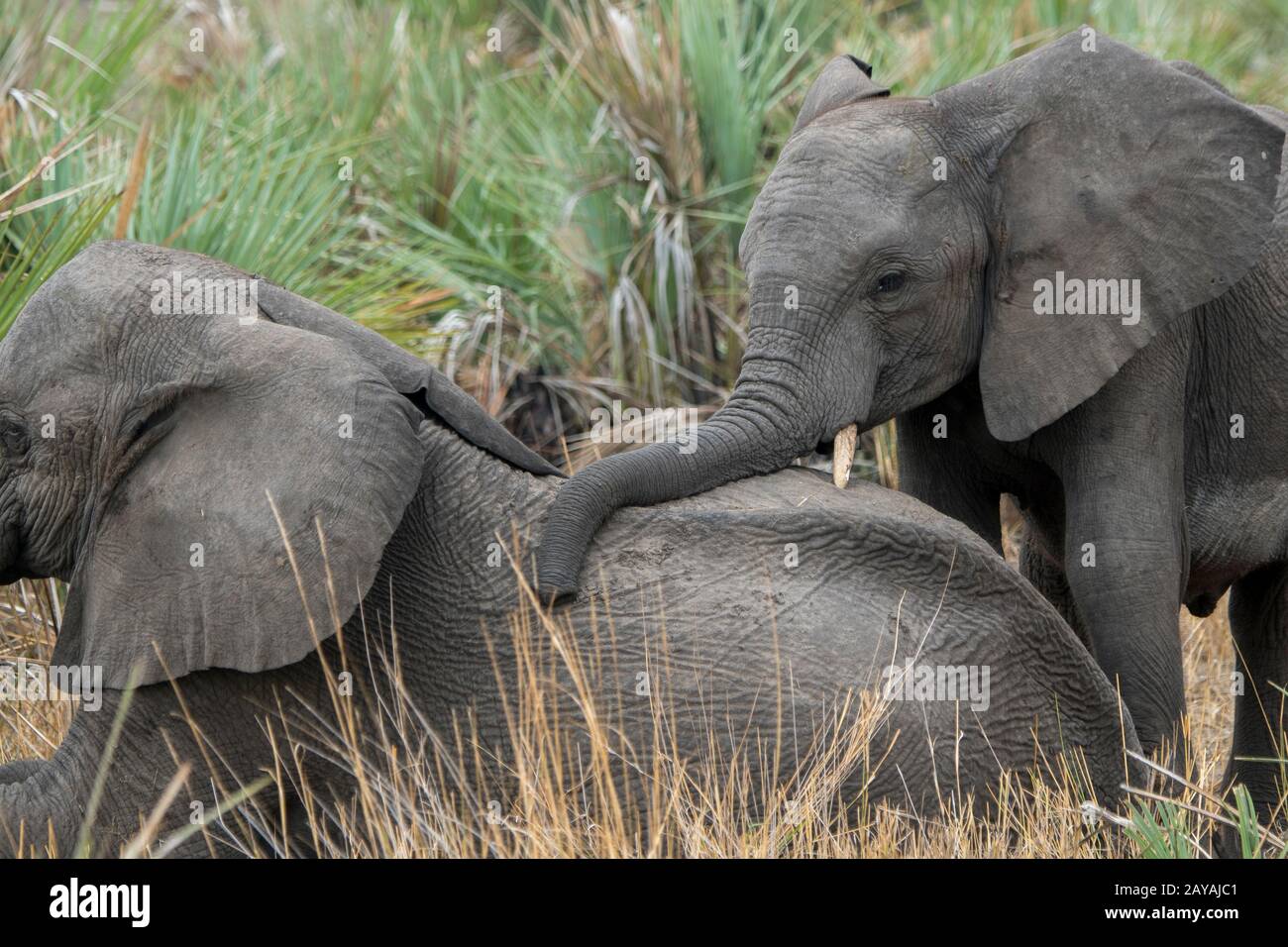 Éléphant d'Afrique juvénile (Loxodonta africana) dans la concession de Jao, faune sauvage, Delta d'Okavango au Botswana. Banque D'Images Éléphant d'Afrique juvénile (Loxodonta africana) dans la concession de Jao, faune sauvage, Delta d'Okavango au Botswana. Banque D'Images