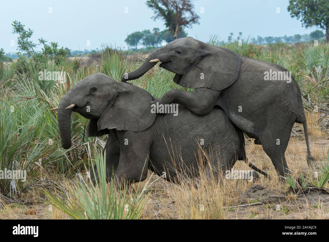 Éléphant d'Afrique juvénile (Loxodonta africana) dans la concession de Jao, faune sauvage, Delta d'Okavango au Botswana. Banque D'Images Éléphant d'Afrique juvénile (Loxodonta africana) dans la concession de Jao, faune sauvage, Delta d'Okavango au Botswana. Banque D'Images