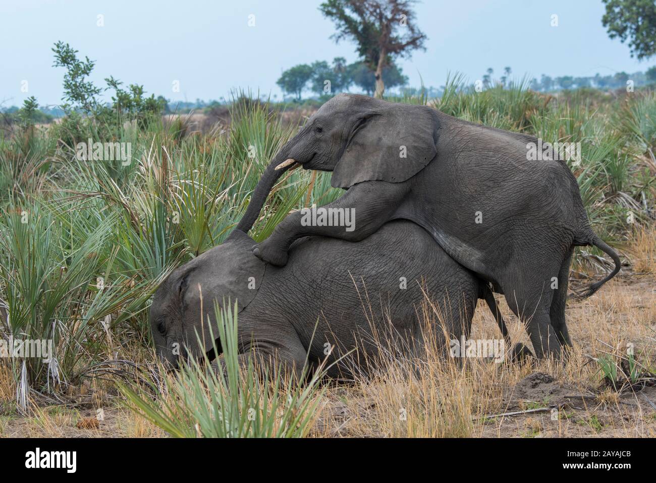 Éléphant d'Afrique juvénile (Loxodonta africana) dans la concession de Jao, faune sauvage, Delta d'Okavango au Botswana. Banque D'Images Éléphant d'Afrique juvénile (Loxodonta africana) dans la concession de Jao, faune sauvage, Delta d'Okavango au Botswana. Banque D'Images