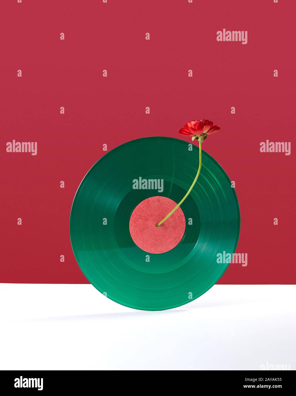 Composition d'une fleur rouge décoration d'un vinyl audio enregistrement sur un fond rouge blanc double with copy space Banque D'Images
