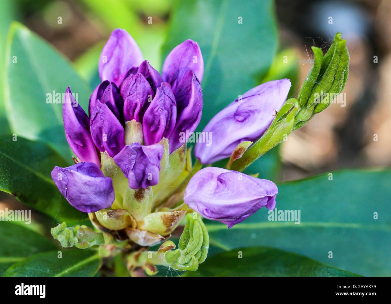 gros plan de fleurs violettes de rhododendron Banque D'Images