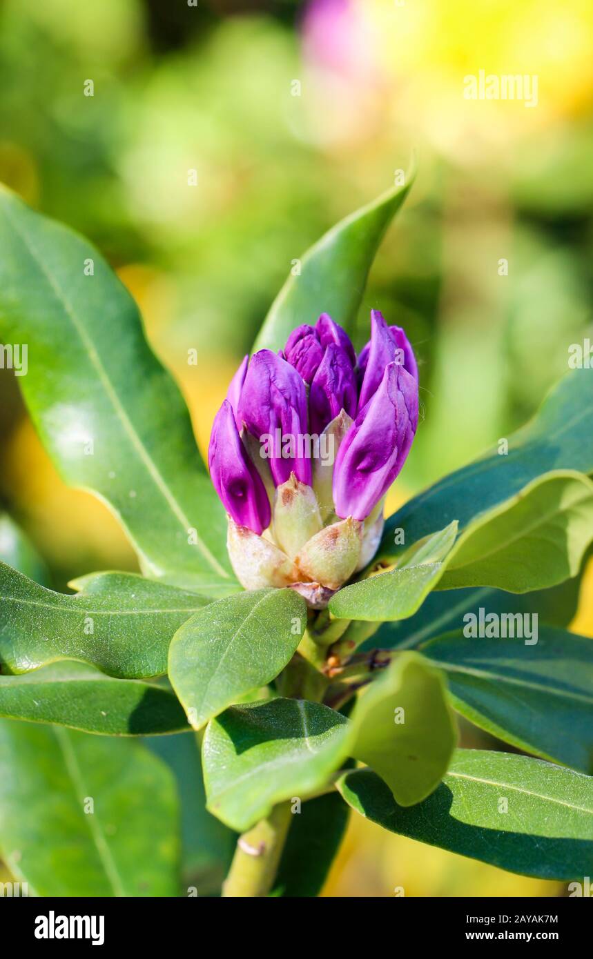 gros plan de fleurs violettes de rhododendron Banque D'Images