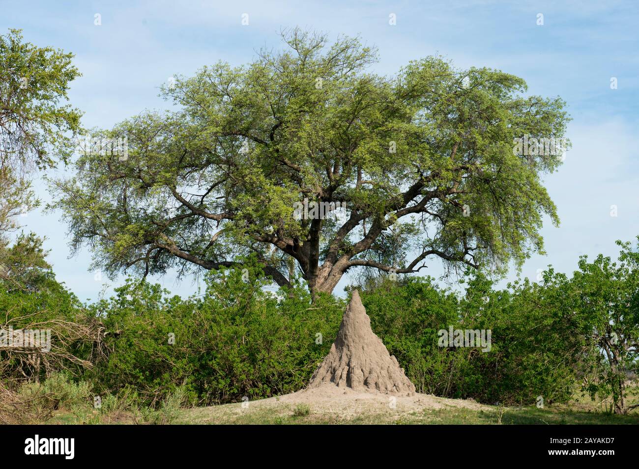 Une monture de termite devant un arbre marula (Sclerocarya birrea) dans la région des plaines de Gomoti, une concession communautaire, au bord de la rivière Gomoti Banque D'Images