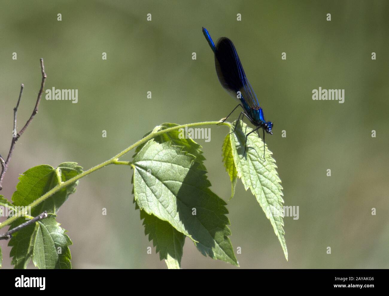 Atanasovsko-Lake, Dragonfly, Bulgarie, États baltes, europe de l'est Banque D'Images