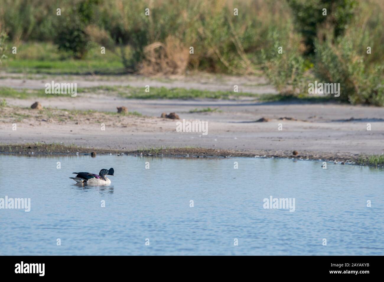 Un canard mâle à bec de pommeau (Sarkidiornis melanotos), ou canard de peigne africain, dans la région des plaines de Gomoti, une concession communautaire, au bord de la Gomo Banque D'Images