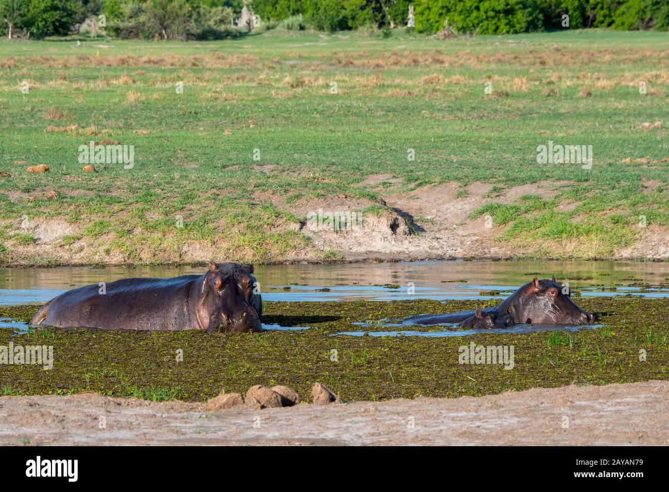 Hipopopotami (Hipopotamus amphibius) dans une rivière dans la région des plaines de Gomoti, concession de gestion communautaire, au bord du réseau fluvial de Gomoti vers le sud Banque D'Images
