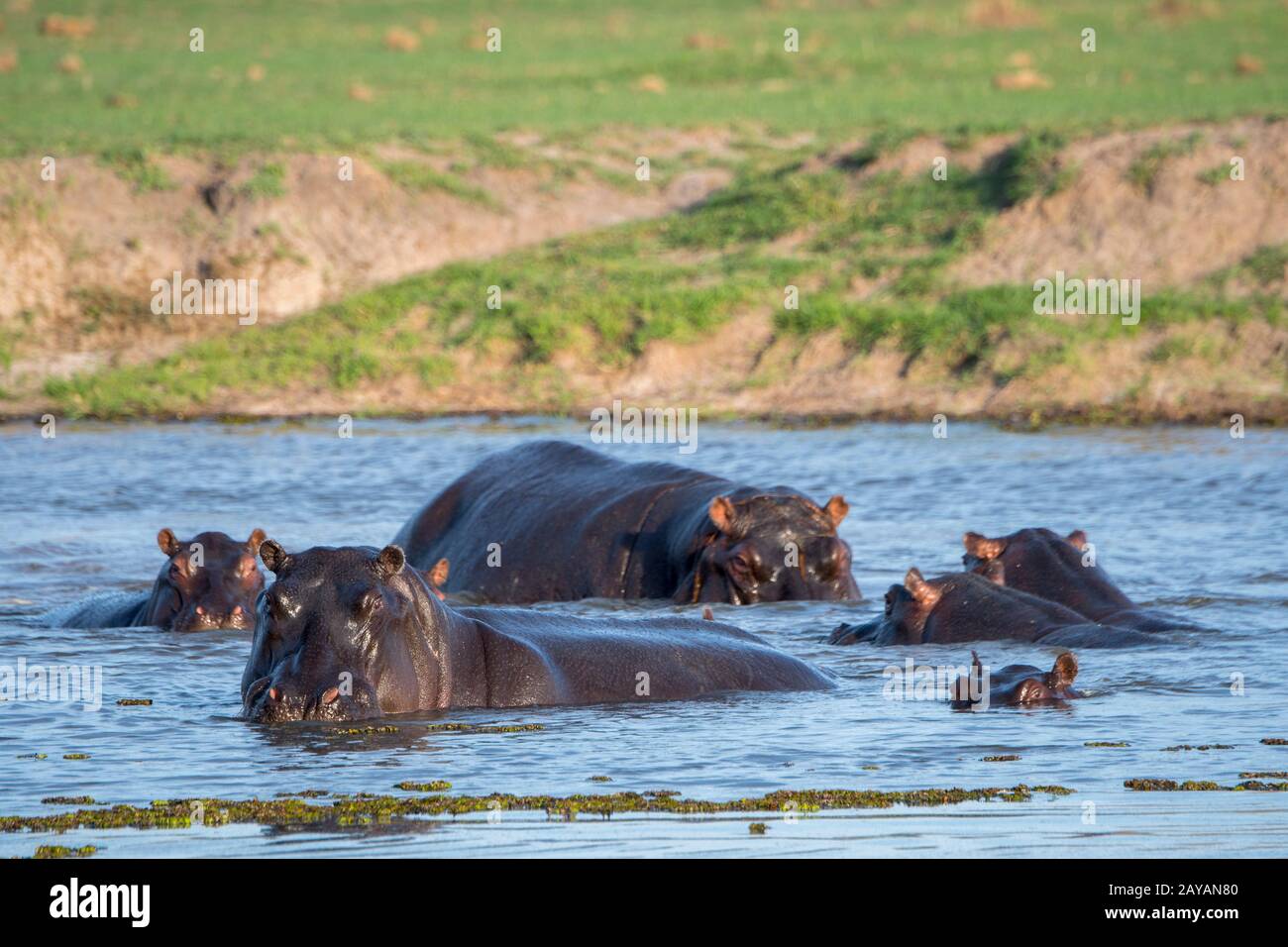 Hipopopotami (Hipopotamus amphibius) dans une rivière dans la région des plaines de Gomoti, concession de gestion communautaire, au bord du réseau fluvial de Gomoti vers le sud Banque D'Images